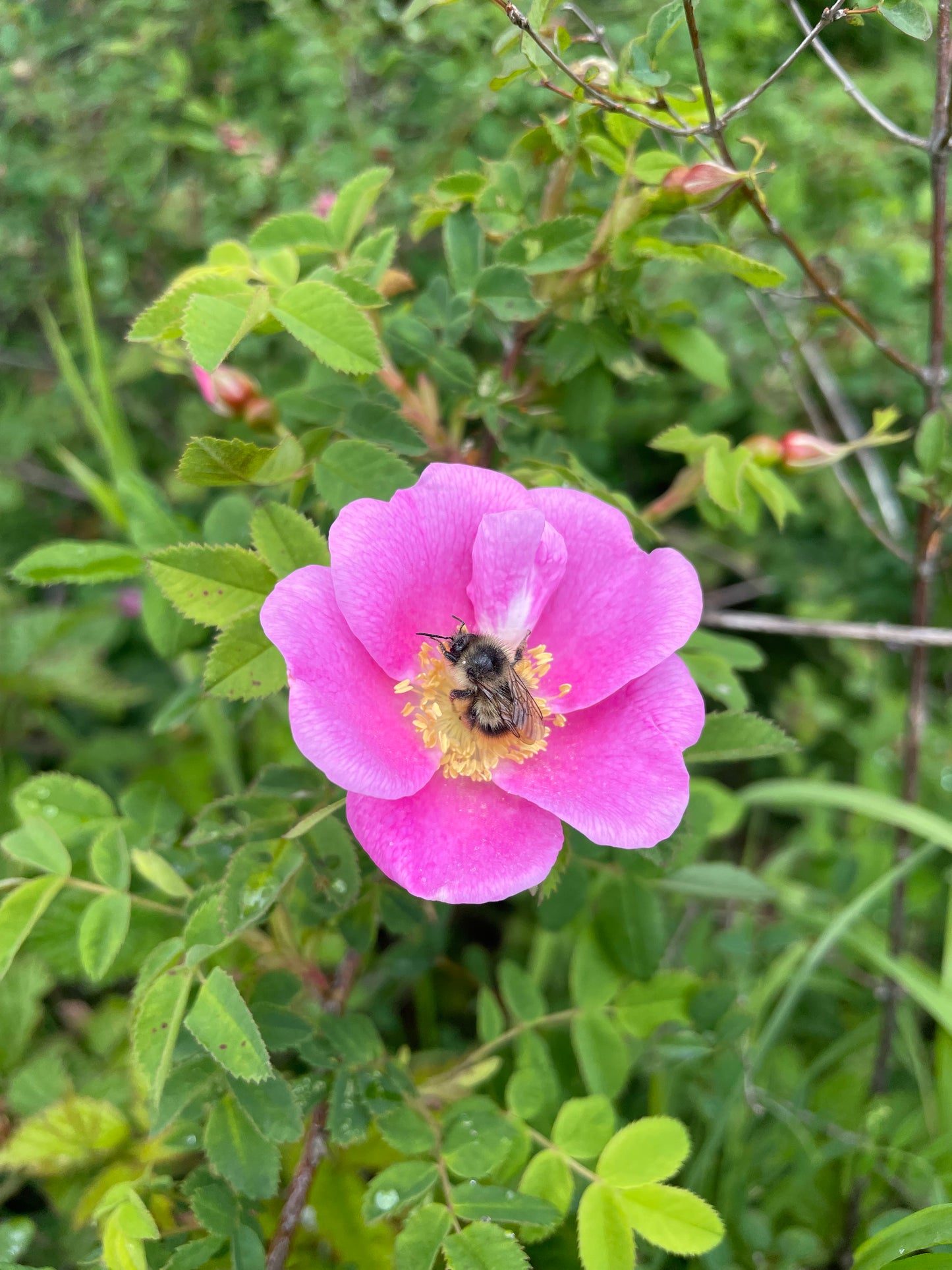 Herbal Nourishing Face Serum