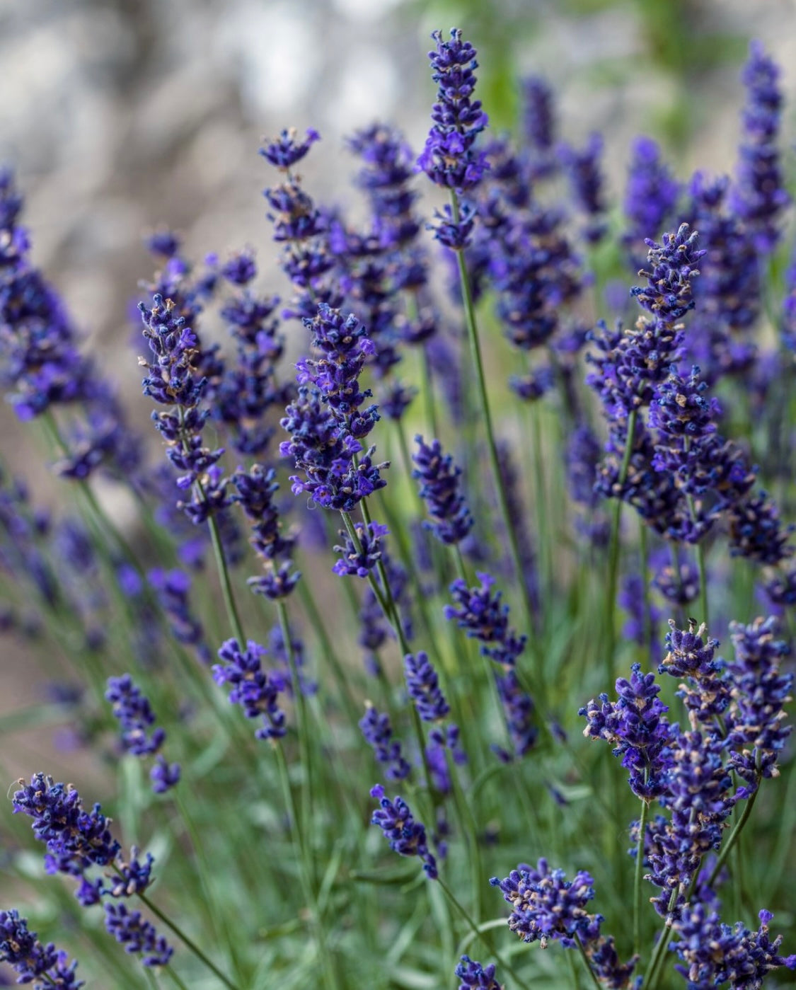 Anti-Itch Lavender Bentonite Clay Powder