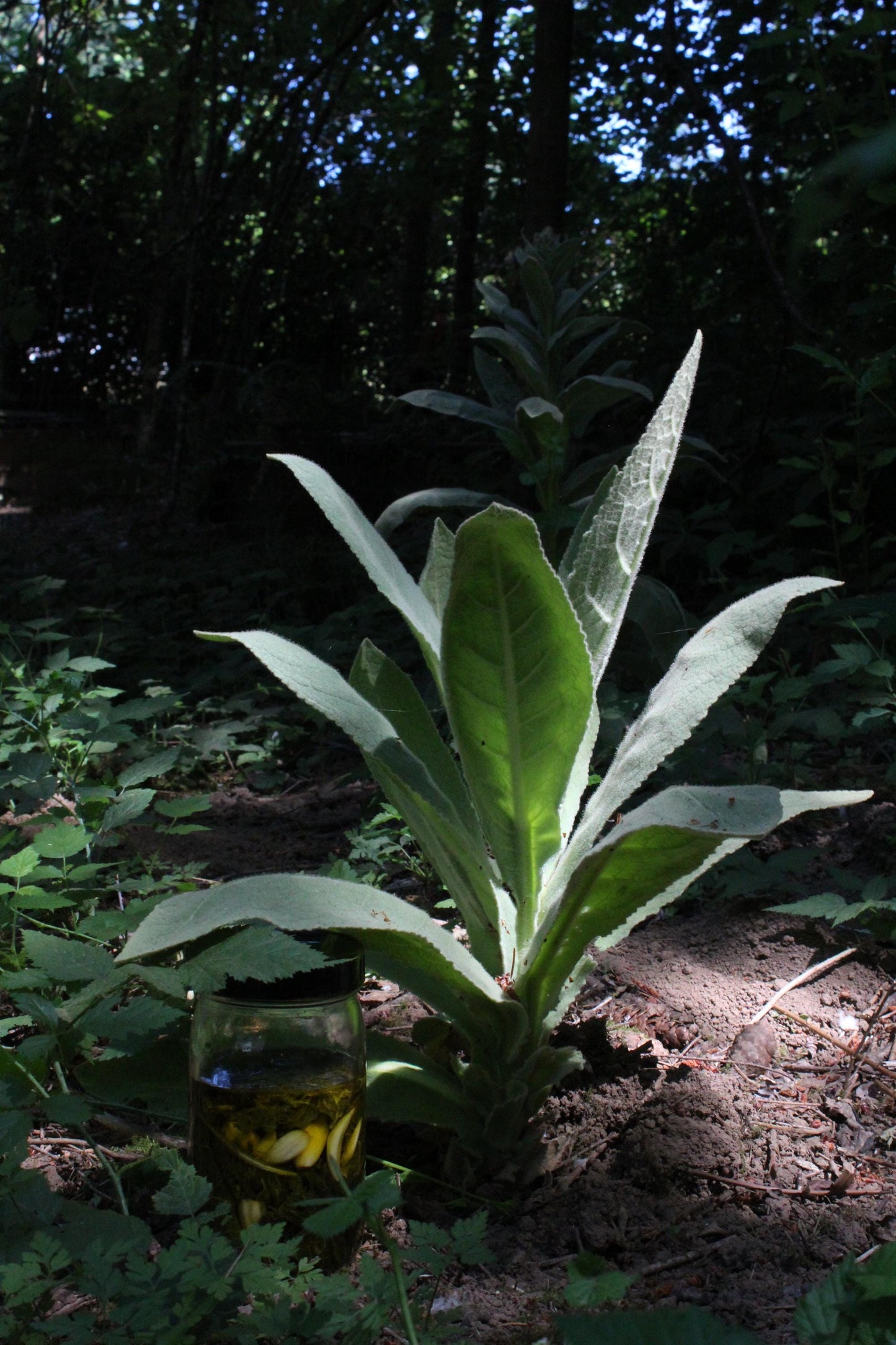 Mullein Garlic Herbal Ear Serum - Planted Apothecary