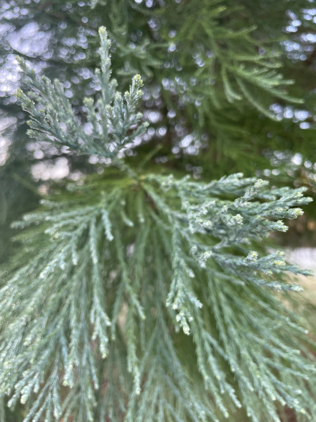 Midwinter is on the way!