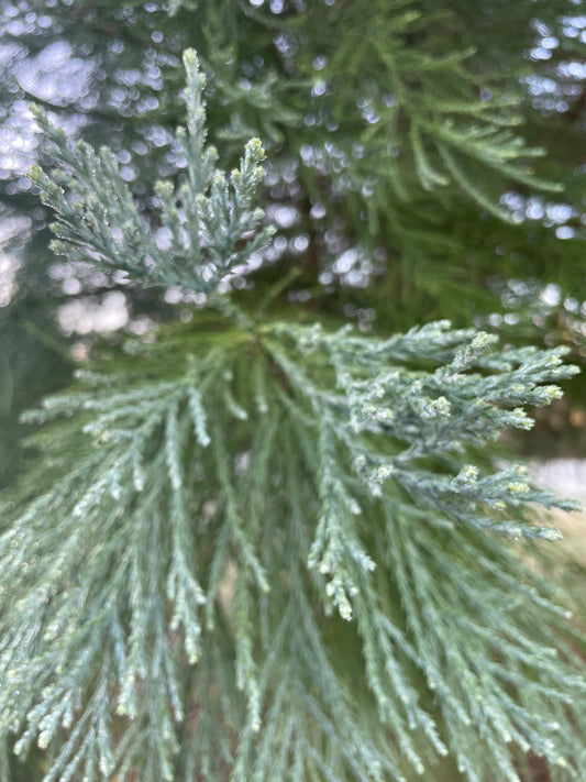 Midwinter is on the way!