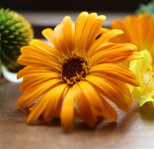 Calendula (calendula officinalis)