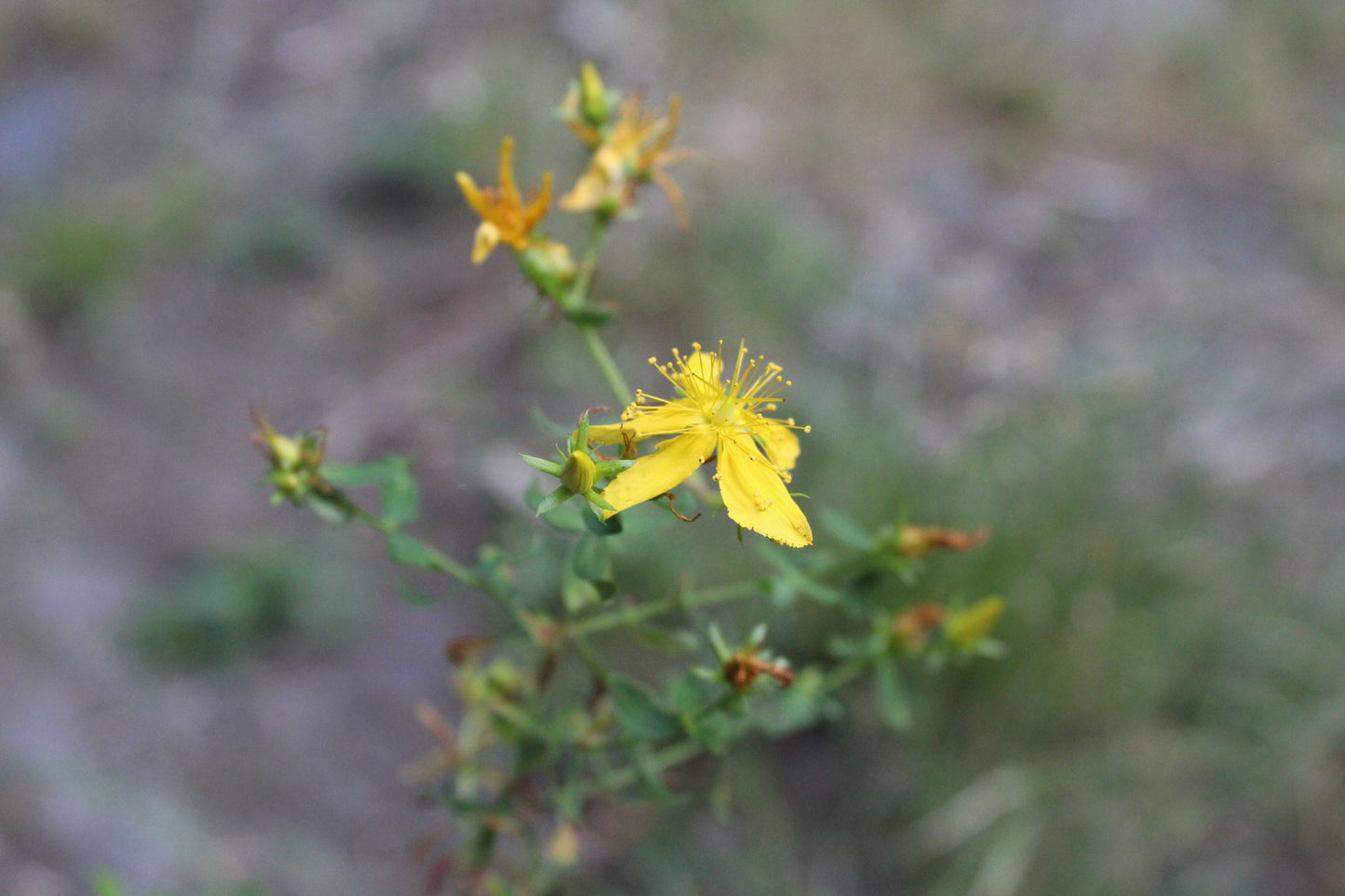 Peppermint St. Johns Wort Herbal Soothing Salve